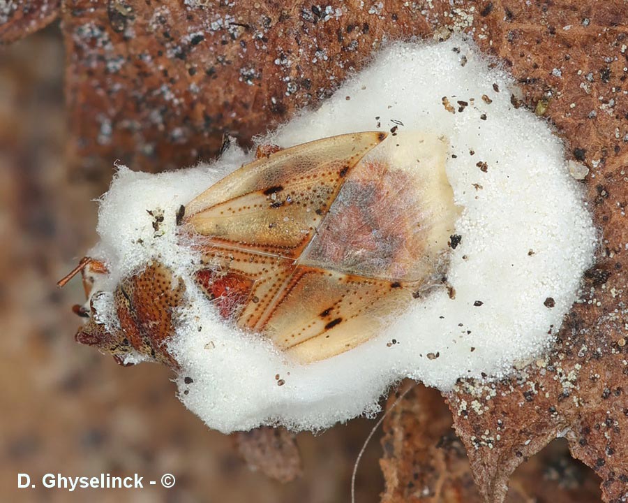 Beauveria bassiana
