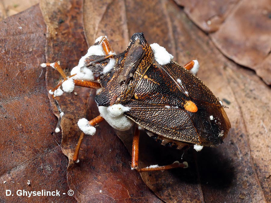 Beauveria bassiana