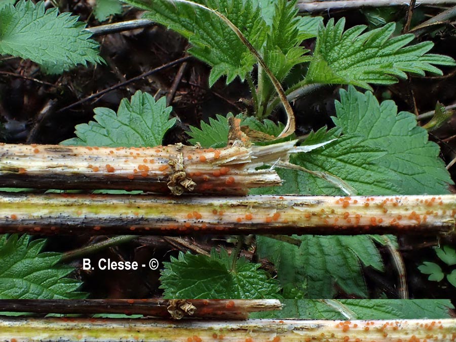 Calloria urticae (Calloria neglecta, Calloria fusarioides)