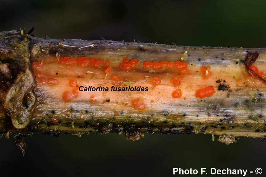 Calloria neglecta (= Calloria fusarioides)