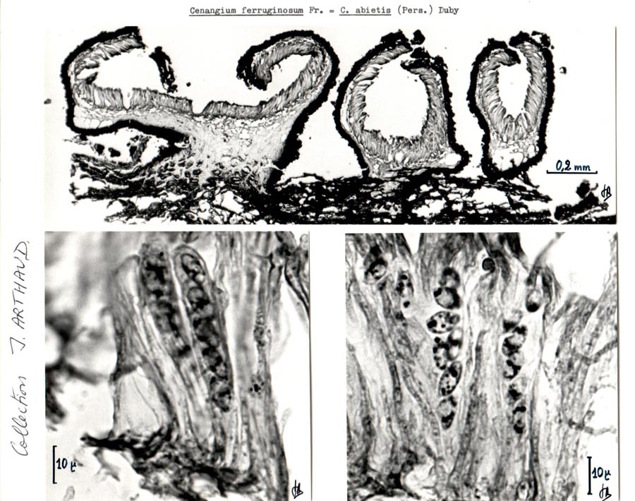 Cenangium ferruginosum (Cenagium abietis)