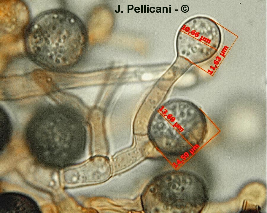 Ceratocystis paradoxa (Chalaropsis thielavioides)