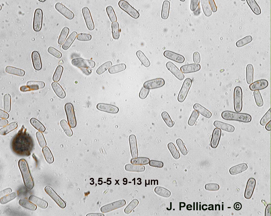 Ceratocystis paradoxa (Chalaropsis thielavioides)