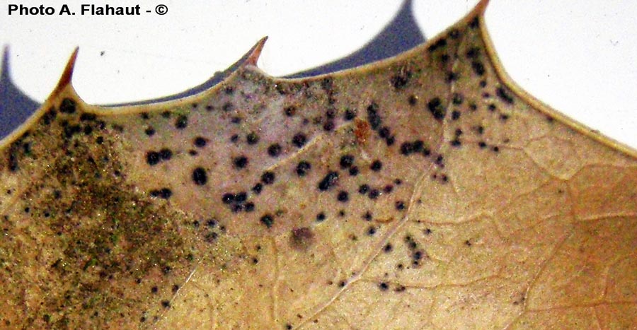 Ceuthospora phacidioides