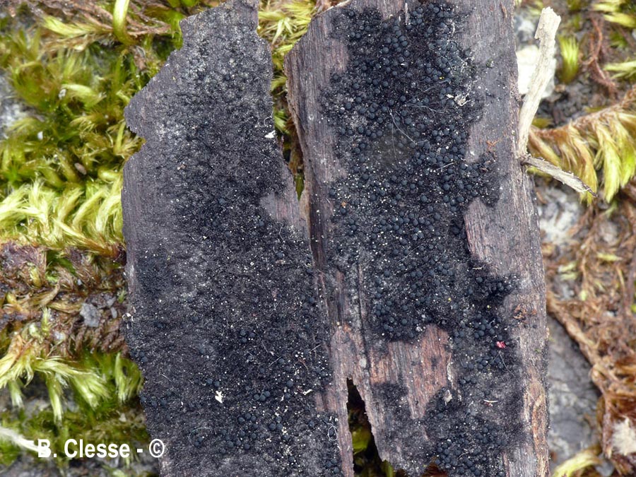 Chaetosphaerella phaeostroma