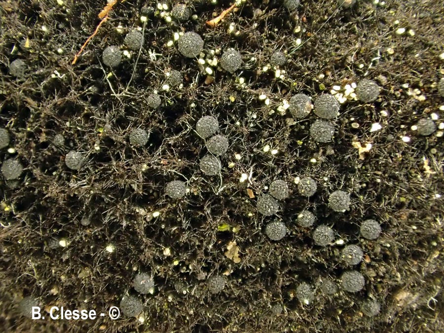 Chaetosphaerella phaeostroma