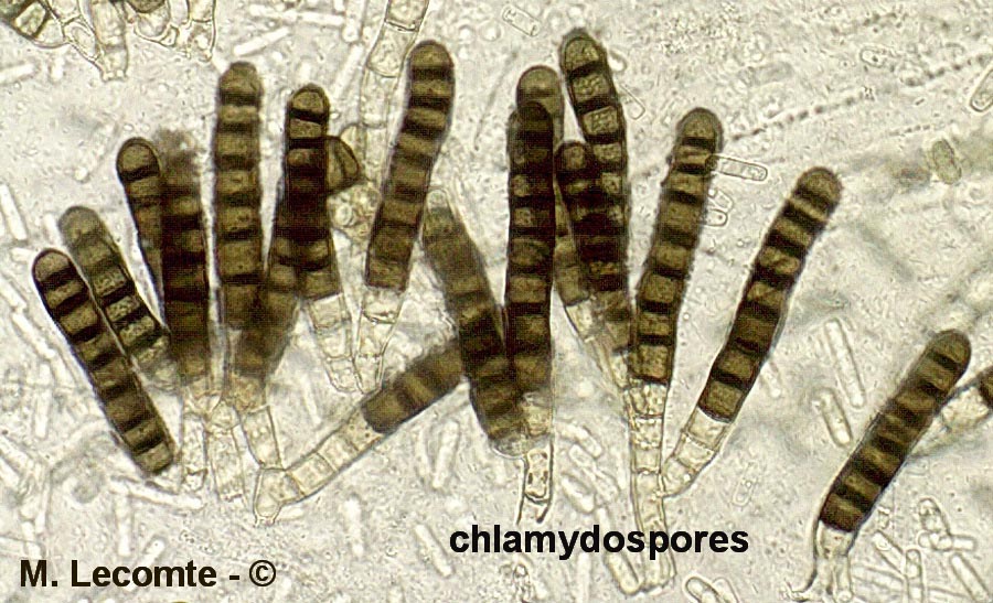 Chalaropsis thielavioides (Ceratocystis paradoxa)