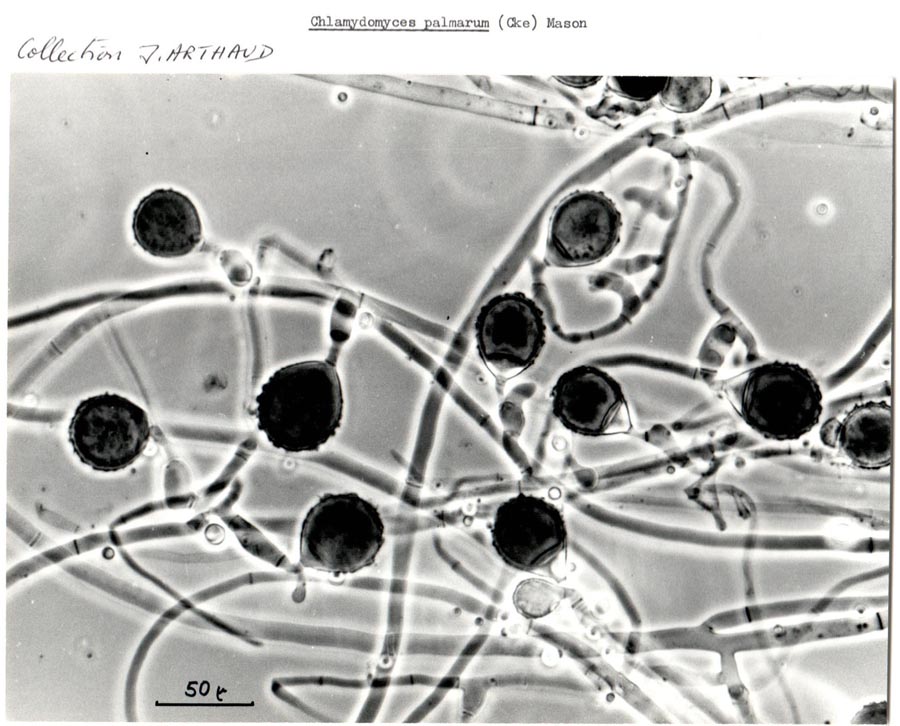 Chlamydomyces palmarum