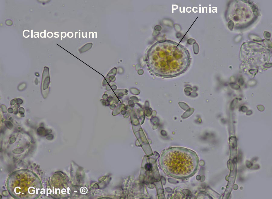 Cladosporium aecidiicola