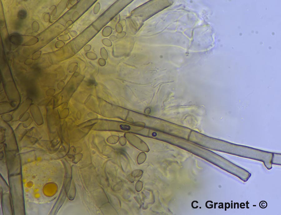 Cladosporium aecidiicola