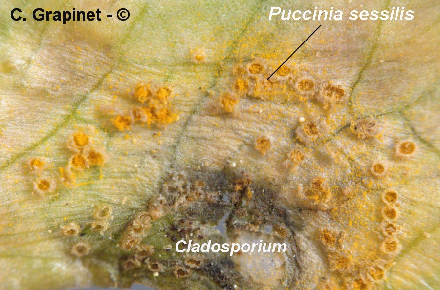 Cladosporium aecidiicola