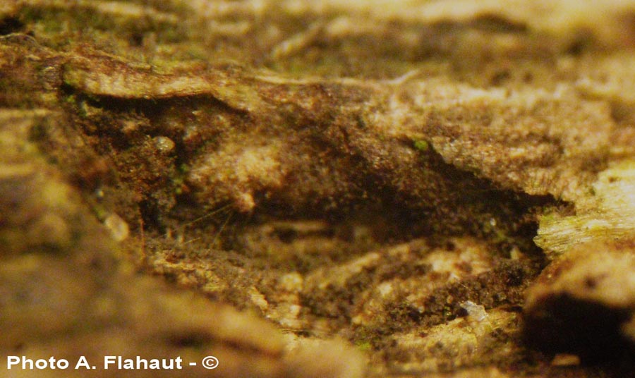 Cladosporium brittanicum