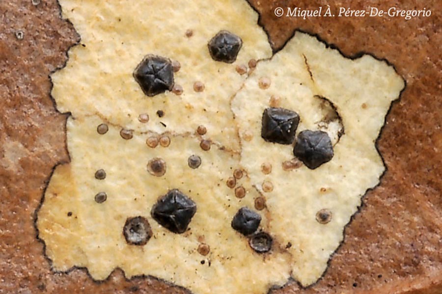 Coccomyces dentatus