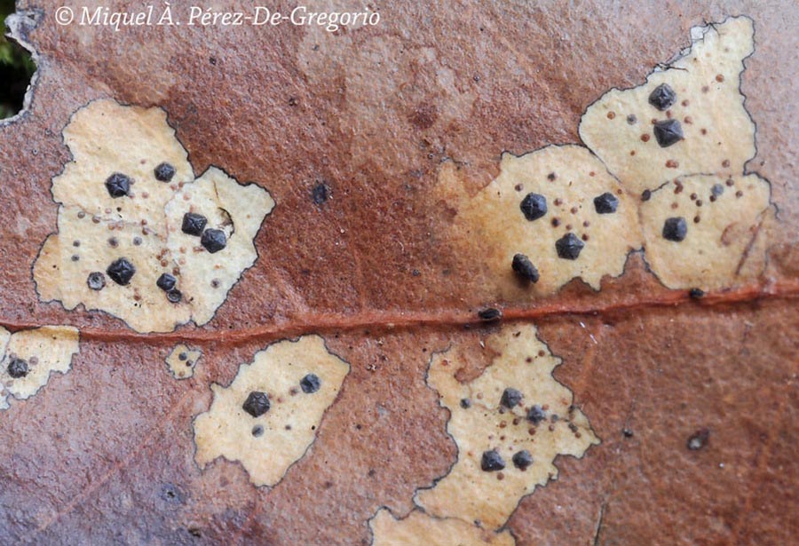 Coccomyces dentatus