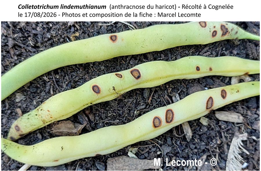 Colletotrichum lindemuthianum