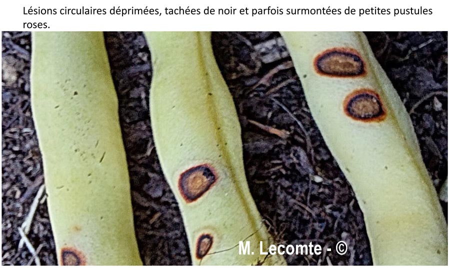 Colletotrichum lindemuthianum