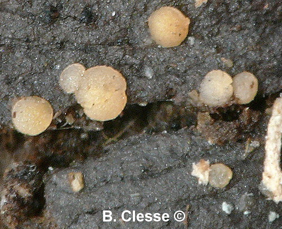Coprotus leucopocillum