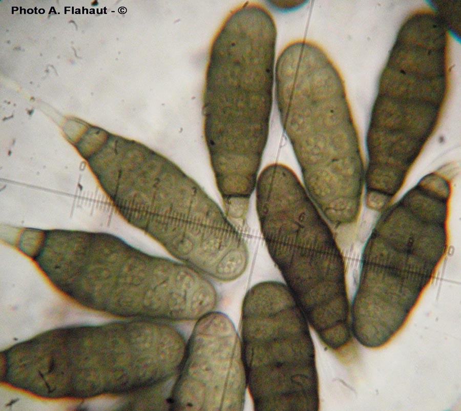 Splanchnonema argus (Myxocyclus polycystis)
