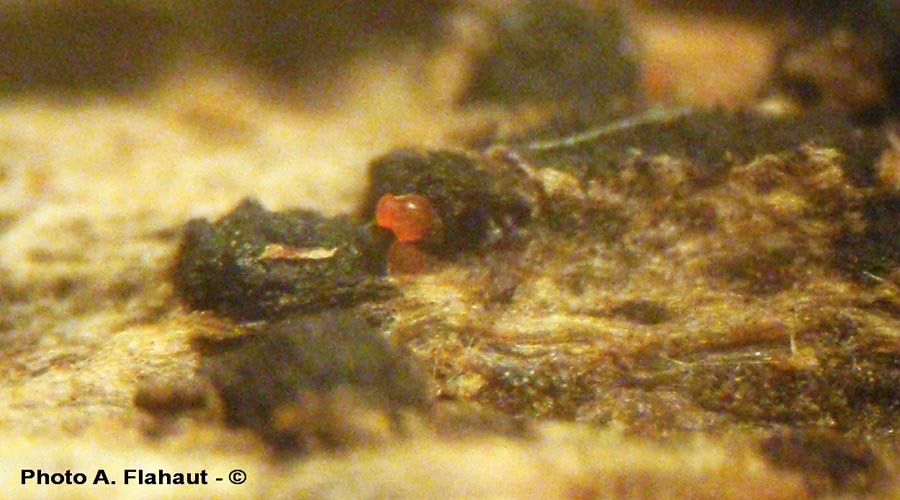 Cosmospora purtonii