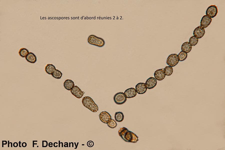 Hypocrea gelatinosa (Creopus gelatinosus)