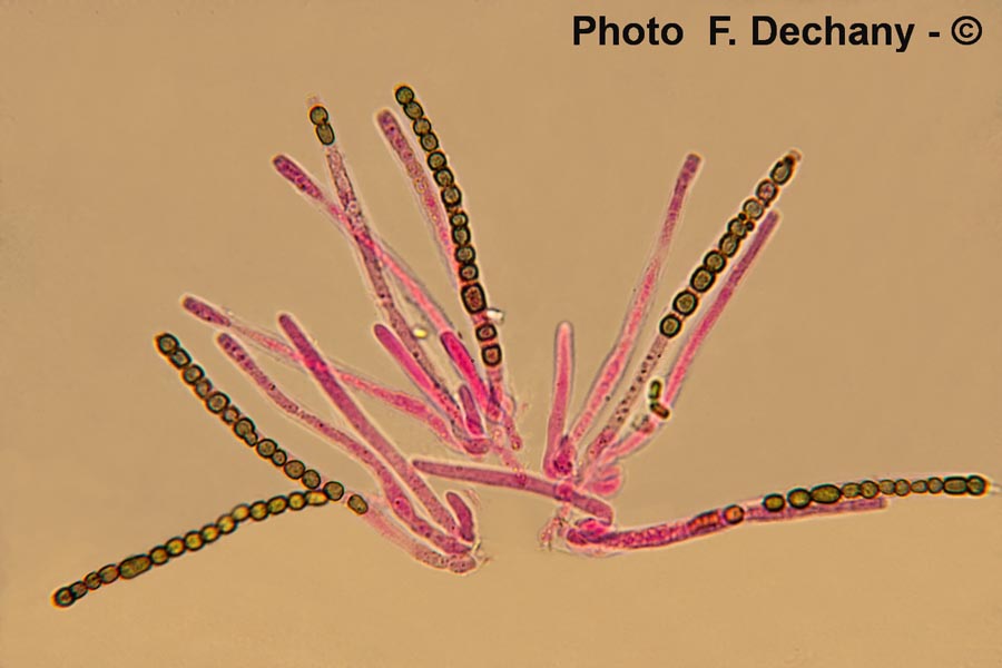 Hypocrea gelatinosa (Creopus gelatinosus)