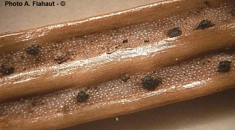 Cytospora abietis (A. Flahaut)