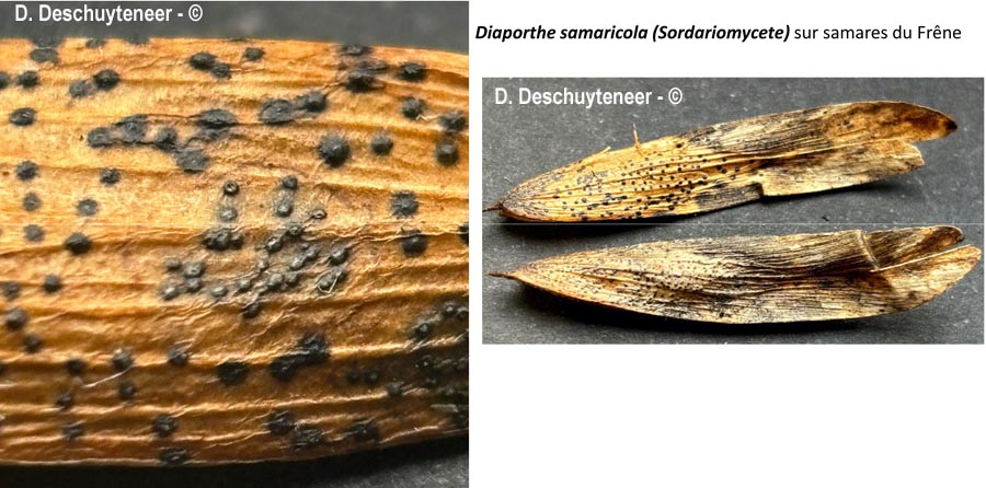 Diaporthe samaricola