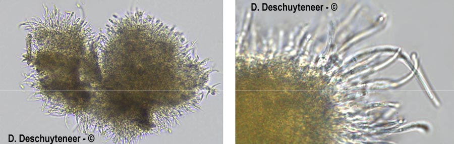 Diaporthe samaricola