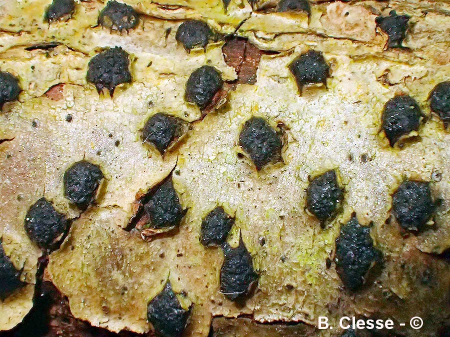 Diatrypella quercina