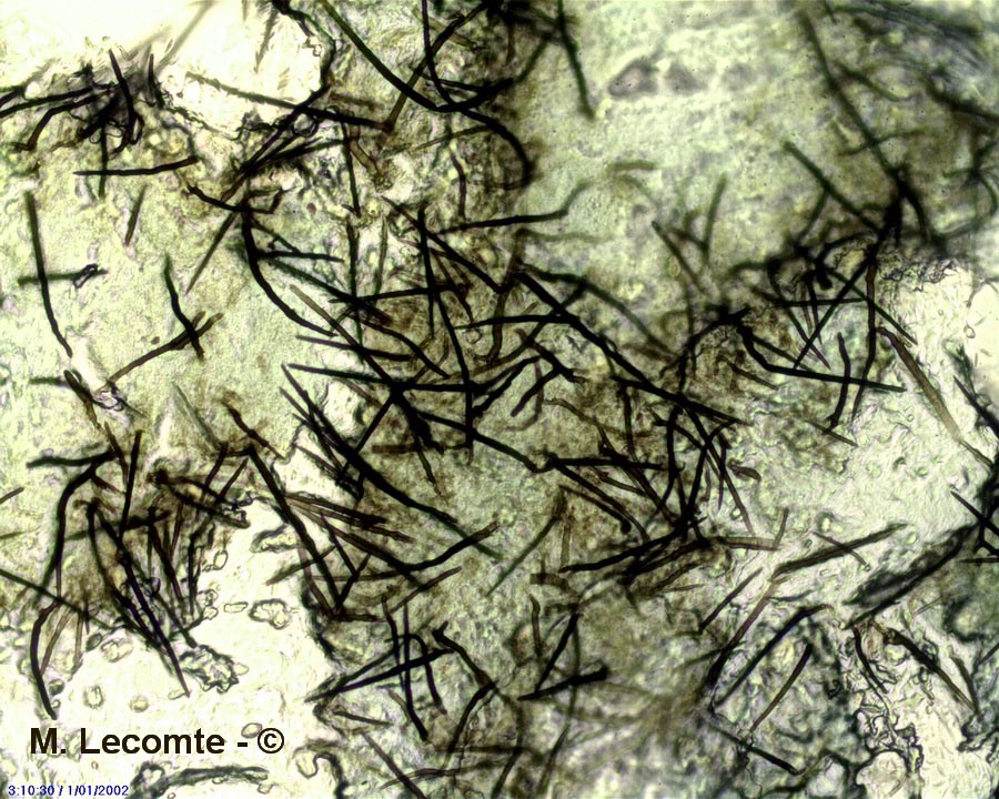 Dinemasporium strigosum
