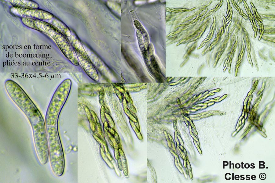 Lasiosphaeria strigosa (Echinosphaeria strigosa)