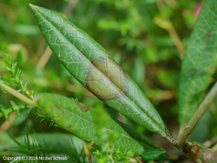 Gibbera andromedae