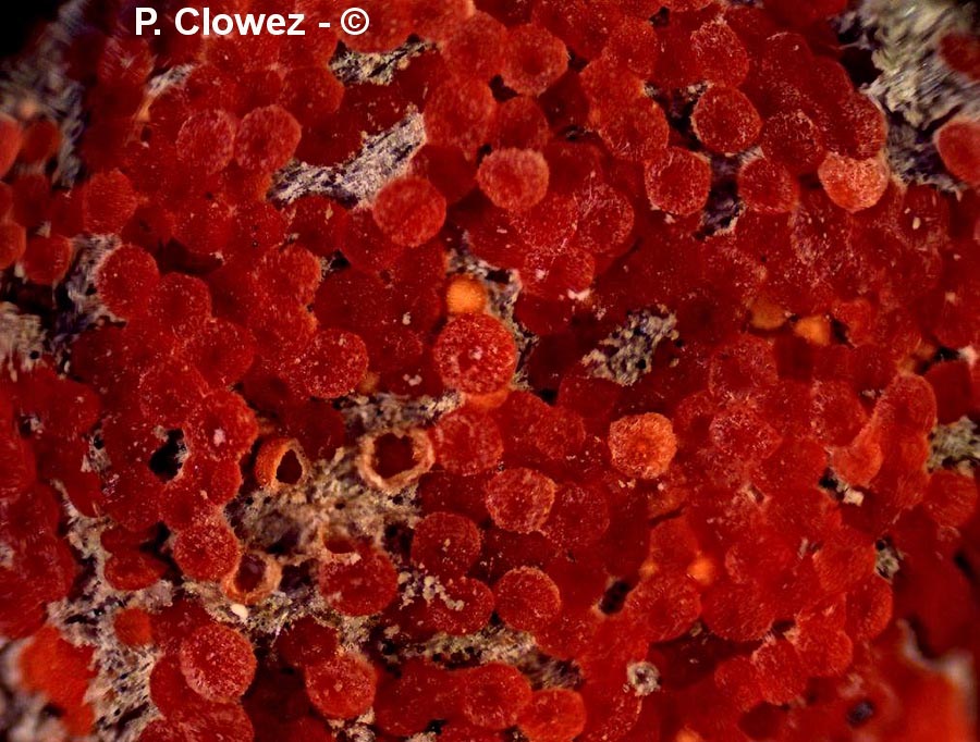 Hydropisphaera peziza (Nectria peziza)