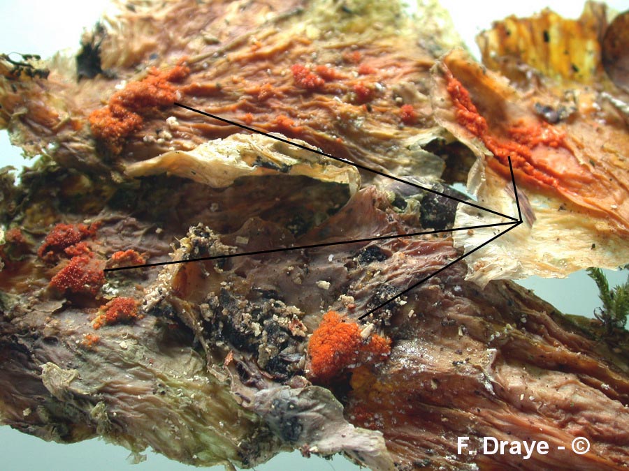 Hypomyces aurantius