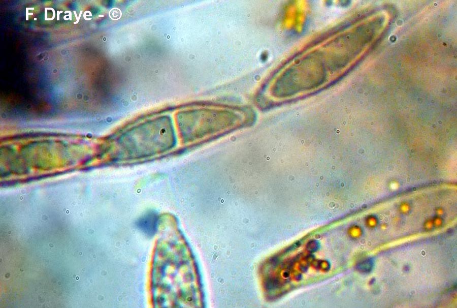 Hypomyces aurantius