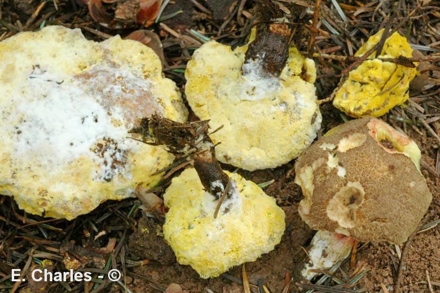 Hypomyces chrysospermus