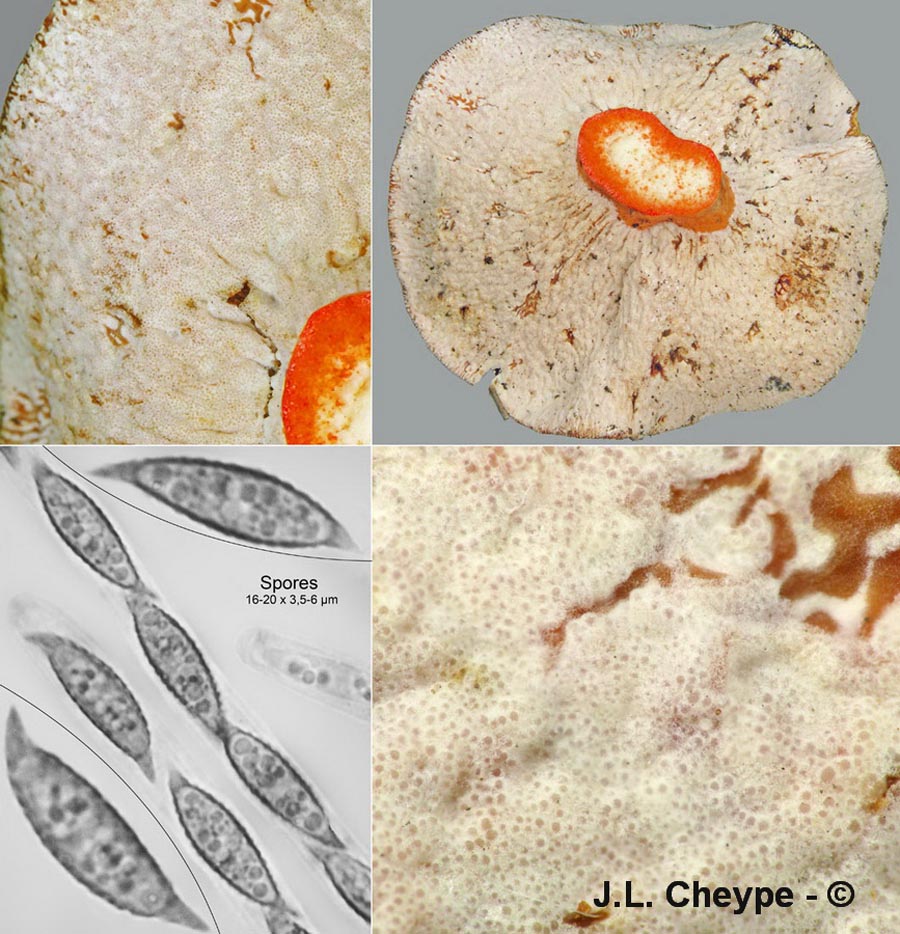 Hypomyces lateritius