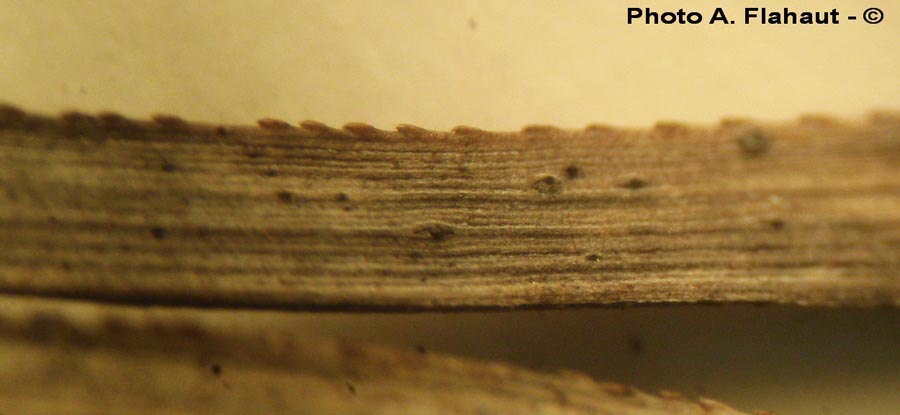Lophiostoma alpigenum var. juncinum