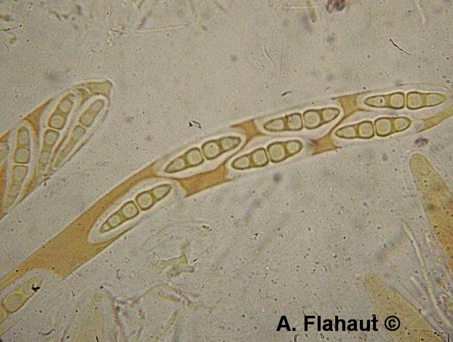 Lophiostoma fuckelii