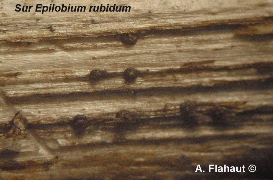 Lophiostoma origani var. rubidum