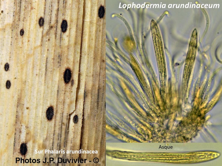 Lophodermium arundinaceum