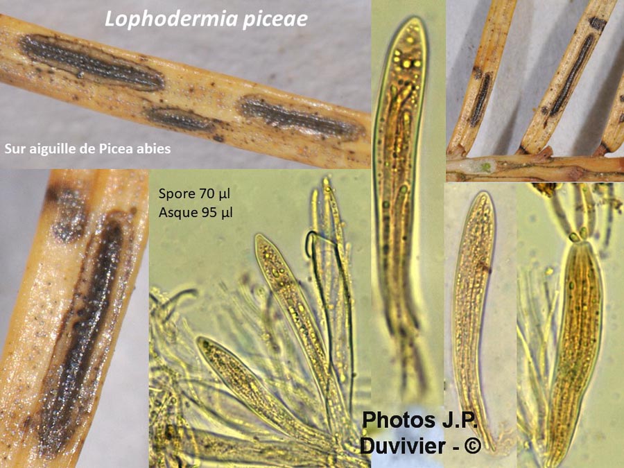 Lophodermium piceae