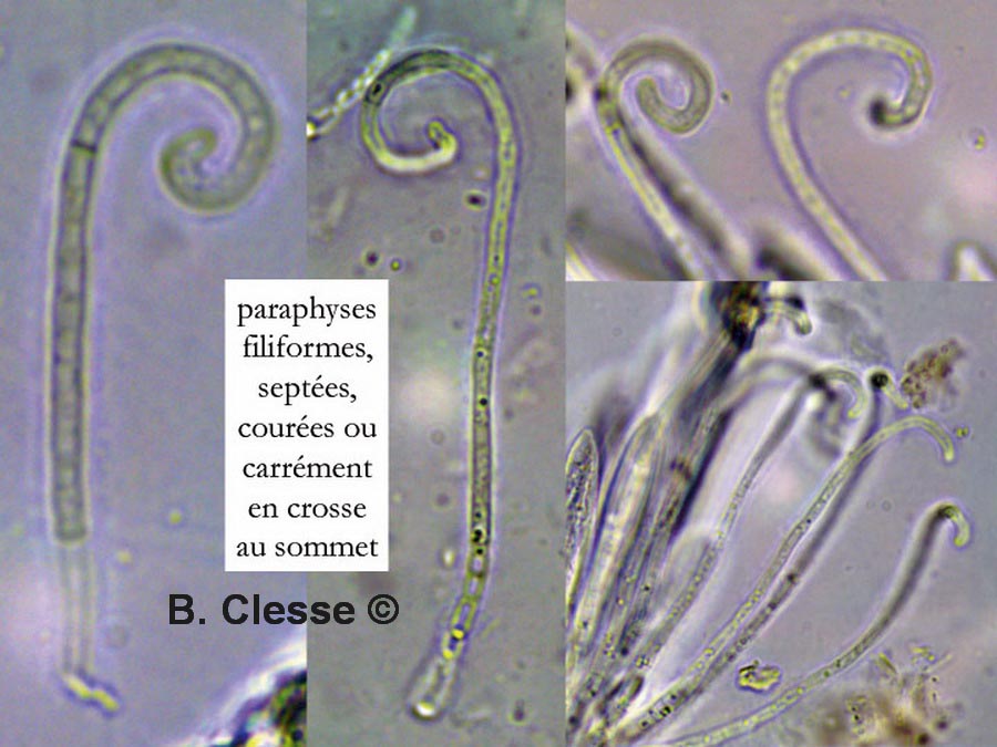 Lophodermium paeoniae
