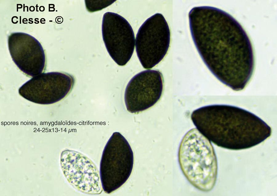 Melanospora brevirostris