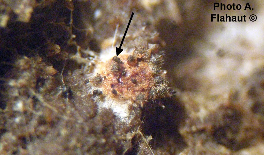 Melanospora caprina