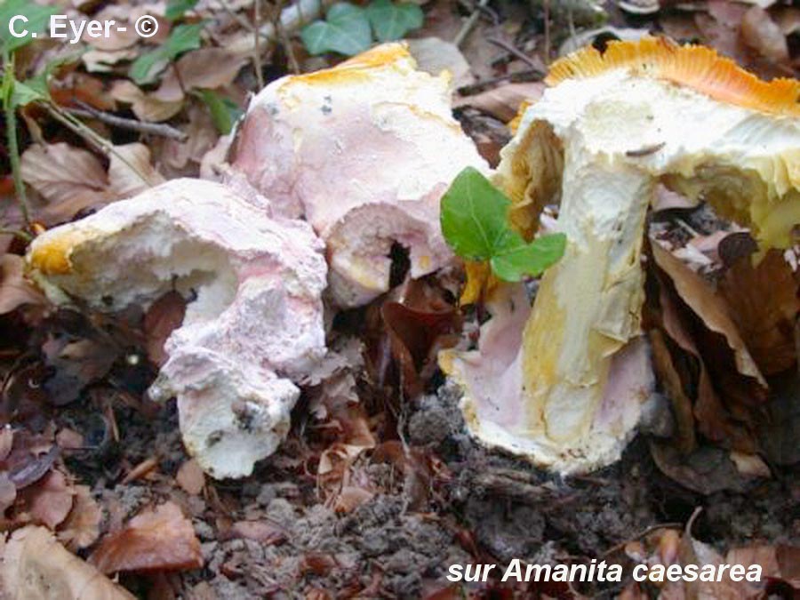 Mycogone rosea