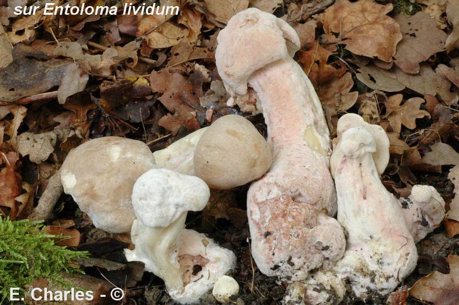 Mycogone rosea