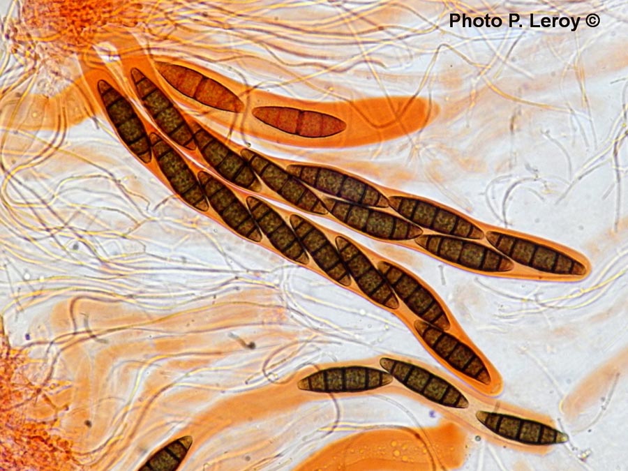 Navicella elegans