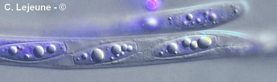 Hypomyces luteovirens (Peckiella luteovirens)