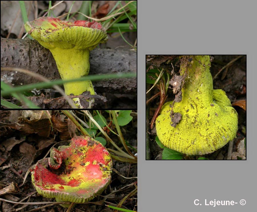 Hypomyces luteovirens (Peckiella luteovirens)